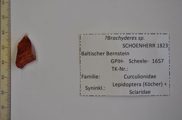 Vorschaubild Bernstein m. Käfer, Köcher, Trauermücke